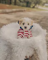 Harry , a male Poodle - Toy  and Bichpoo for sale in Somerset, KY – 8 of 9