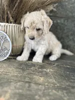 Haley, a female Bichon Frise for sale in Somerset, KY – 4 of 8