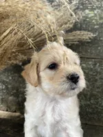 Haley, a female Bichon Frise for sale in Somerset, KY – 6 of 8
