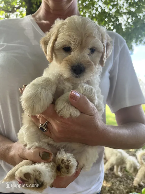 Haley – Bichon Frise puppy for sale in Somerset, KY