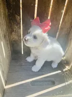 Bonita, a female Poodle - Toy  and Bichpoo for sale in Nashville, TN – 5 of 10