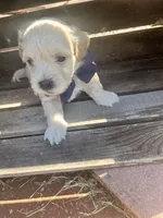 Harry , a male Poodle - Toy  and Bichpoo for sale in Somerset, KY – 9 of 9
