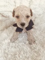 Harry , a male Poodle - Toy  and Bichpoo for sale in Somerset, KY – 2 of 9