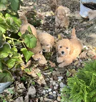 Jack, a male Poodle - Toy  for sale in Somerset, KY – 4 of 7