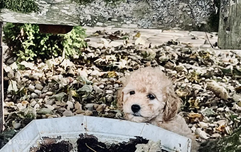 Jack – Poodle - Toy  puppy for sale in Somerset, KY