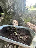 Jack, a male Poodle - Toy  for sale in Somerset, KY – 7 of 7