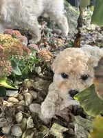 Jack, a male Poodle - Toy  for sale in Somerset, KY – 6 of 7