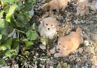 Jack, a male Poodle - Toy  for sale in Somerset, KY – 2 of 7