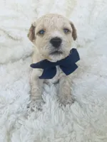 Harry , a male Poodle - Toy  and Bichpoo for sale in Somerset, KY – 6 of 9
