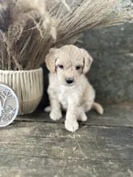 Hugo, a male Bichon Frise for sale in Somerset, KY – 4 of 7