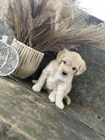 Hugo, a male Bichon Frise for sale in Somerset, KY – 6 of 7