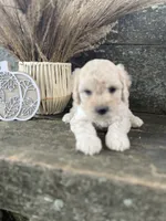 Hugo, a male Bichon Frise for sale in Somerset, KY – 2 of 7
