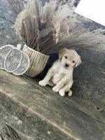 Hugo, a male Bichon Frise for sale in Somerset, KY – 7 of 7