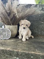 Hugo, a male Bichon Frise for sale in Somerset, KY – 5 of 7