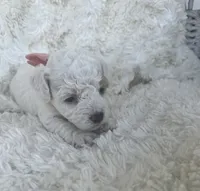 Bonita, a female Poodle - Toy  and Bichpoo for sale in Somerset, KY – 8 of 9
