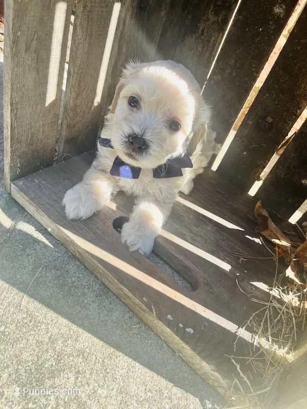 Harry  – Poodle - Toy , Bichpoo puppy for sale in Somerset, KY