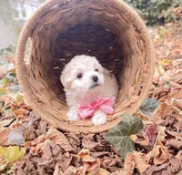 Bonita, a female Poodle - Toy  and Bichpoo for sale in Somerset, KY – 2 of 9
