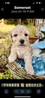 Harry , a male Poodle - Toy  and Bichpoo for sale in Somerset, KY – 3 of 9