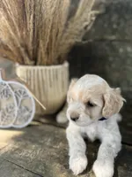 Harley, a male Bichon Frise for sale in Somerset, KY – 3 of 7