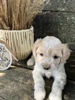 Harley, a male Bichon Frise for sale in Somerset, KY – 4 of 7