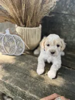 Harley, a male Bichon Frise for sale in Somerset, KY – 2 of 7