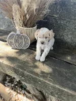 Harley, a male Bichon Frise for sale in Somerset, KY – 5 of 7