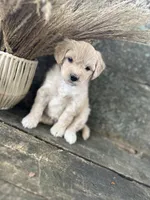 Harley, a male Bichon Frise for sale in Somerset, KY – 7 of 7