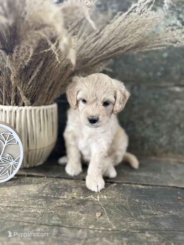 Harley – Bichon Frise puppy for sale in Somerset, KY