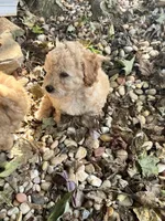 Ace, a male Poodle - Toy  for sale in Somerset, KY – 2 of 7