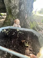 Ace, a male Poodle - Toy  for sale in Somerset, KY – 4 of 7