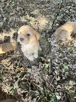 Ace, a male Poodle - Toy  for sale in Somerset, KY – 6 of 7
