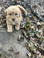 Ace, a male Poodle - Toy  for sale in Somerset, KY – 3 of 7