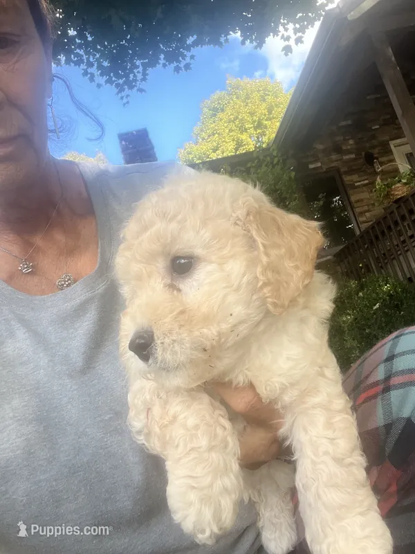 Ace – Poodle - Toy  puppy for sale in Somerset, KY