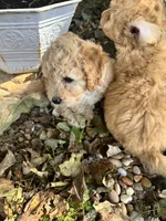 Ace, a male Poodle - Toy  for sale in Somerset, KY – 7 of 7