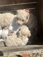 Bonita, a female Poodle - Toy  and Bichpoo for sale in Somerset, KY – 7 of 9