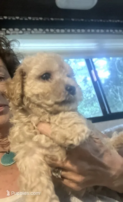 Harry  – Poodle - Toy , Bichpoo puppy for sale in Somerset, KY