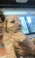 Harry , a male Poodle - Toy  and Bichpoo for sale in Somerset, KY – 1 of 9