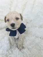 Harry , a male Poodle - Toy  and Bichpoo for sale in Somerset, KY – 4 of 9