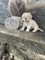 Harlan, a male Bichon Frise for sale in Somerset, KY – 3 of 10
