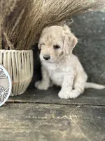 Harlan, a male Bichon Frise for sale in Somerset, KY – 4 of 10