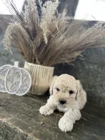 Harlan, a male Bichon Frise for sale in Somerset, KY – 6 of 10