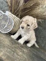 Harlan, a male Bichon Frise for sale in Somerset, KY – 5 of 10