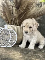 Harlan, a male Bichon Frise for sale in Somerset, KY – 7 of 10