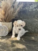 Harlan, a male Bichon Frise for sale in Somerset, KY – 9 of 10