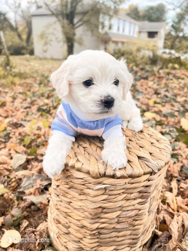 Harrison – Bichon Frise puppy for sale in Somerset, KY