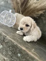 Harrison, a male Bichon Frise for sale in Somerset, KY – 5 of 10