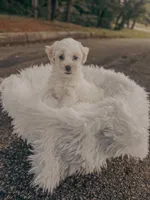 Harrison, a male Bichon Frise for sale in Somerset, KY – 8 of 10
