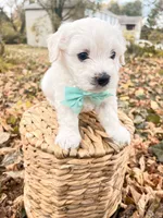 Harrison, a male Bichon Frise for sale in Somerset, KY – 4 of 10