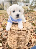 Harrison, a male Bichon Frise for sale in Somerset, KY – 9 of 10