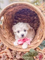 Harrison, a male Bichon Frise for sale in Somerset, KY – 10 of 10